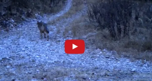 Lupi, avvistato il branco in Val d'Ala Passeggiata sul sentiero: il video