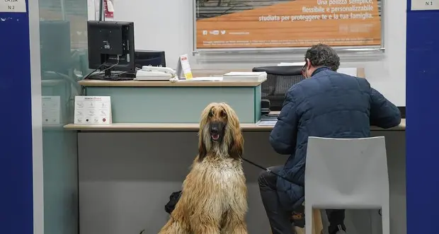 Una mutua per cani e gatti Costerà 120 euro all'anno
