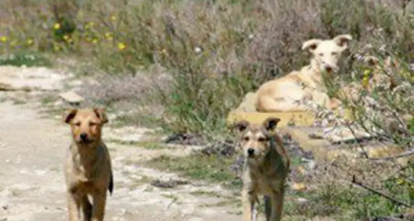Dambel, una ventina di caprioli sbranati da cani lasciati incustoditi dai proprietari