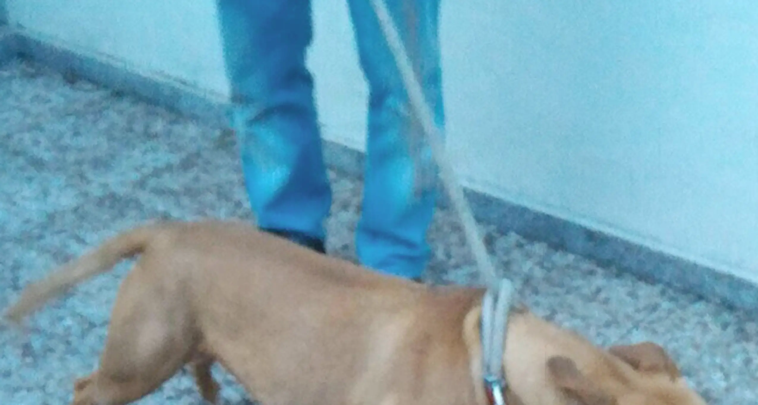 Sorelline aggredite da pitbull Una è in rianimazione