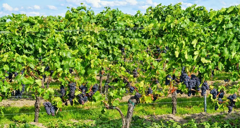 Europarlamento, sì a Dorfmann (Svp) «Promuovere i pesticidi a basso rischio»