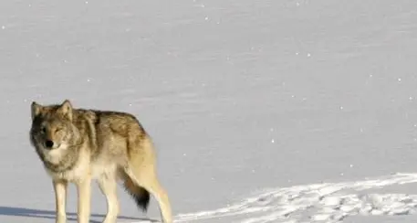 Un branco di otto lupi a spasso davanti all'hotel