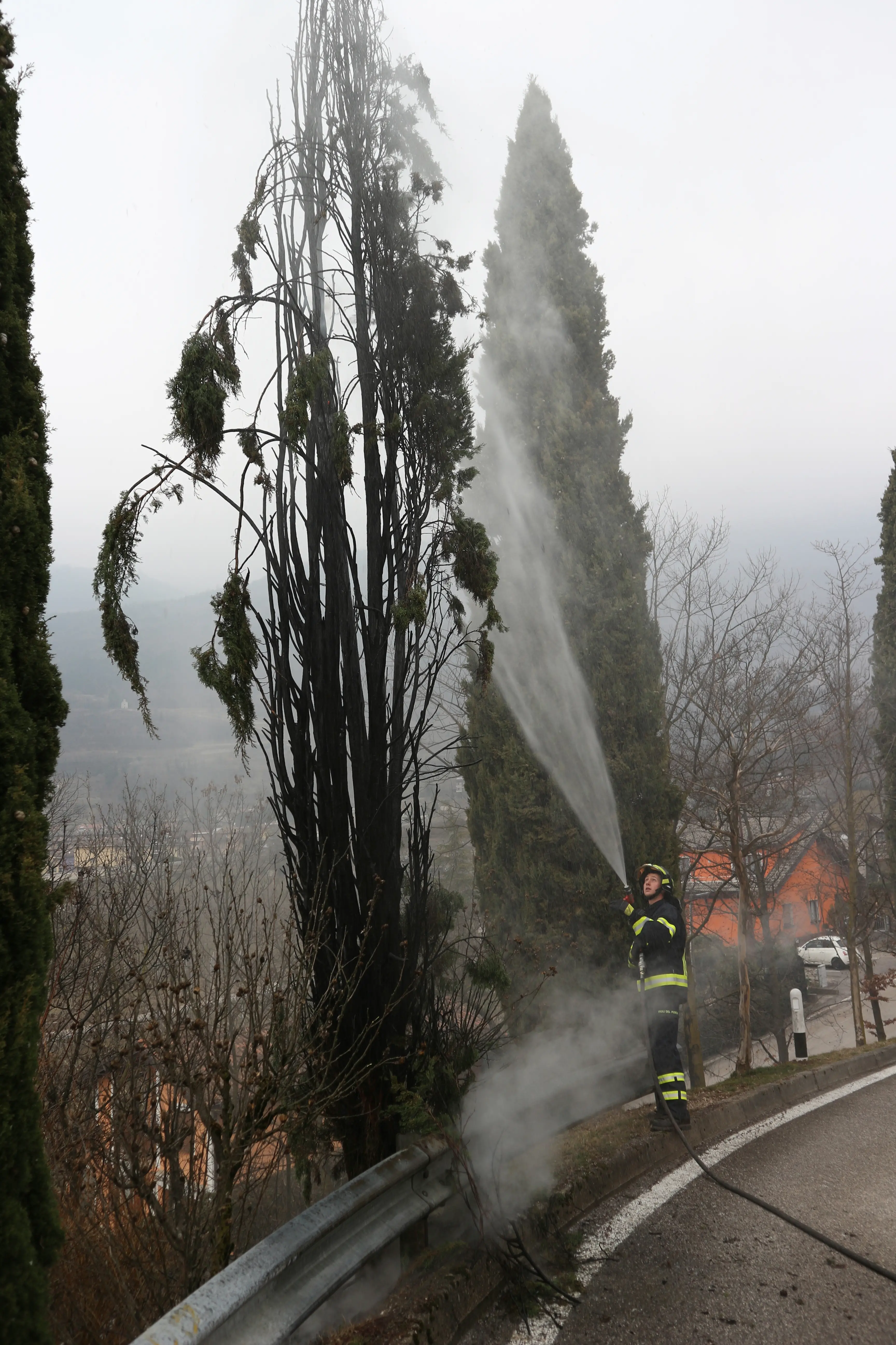 Cipresso dato alle fiamme Il rogo è doloso