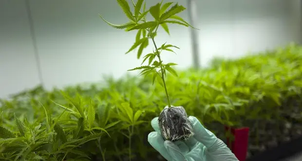 Su uomo e donna la cannabis è diversa