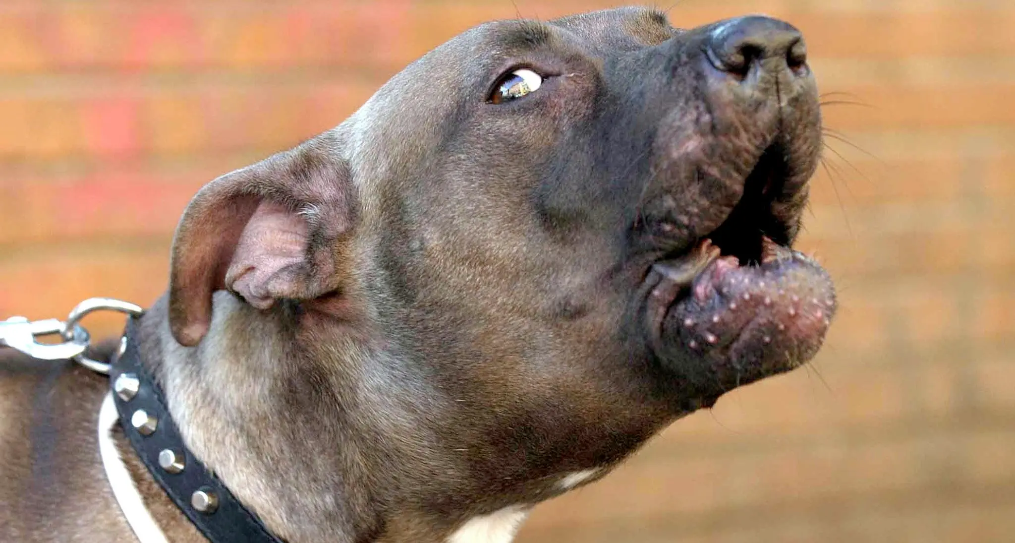 Cani al guinzaglio, la giunta di Lavis finisce sotto tiro