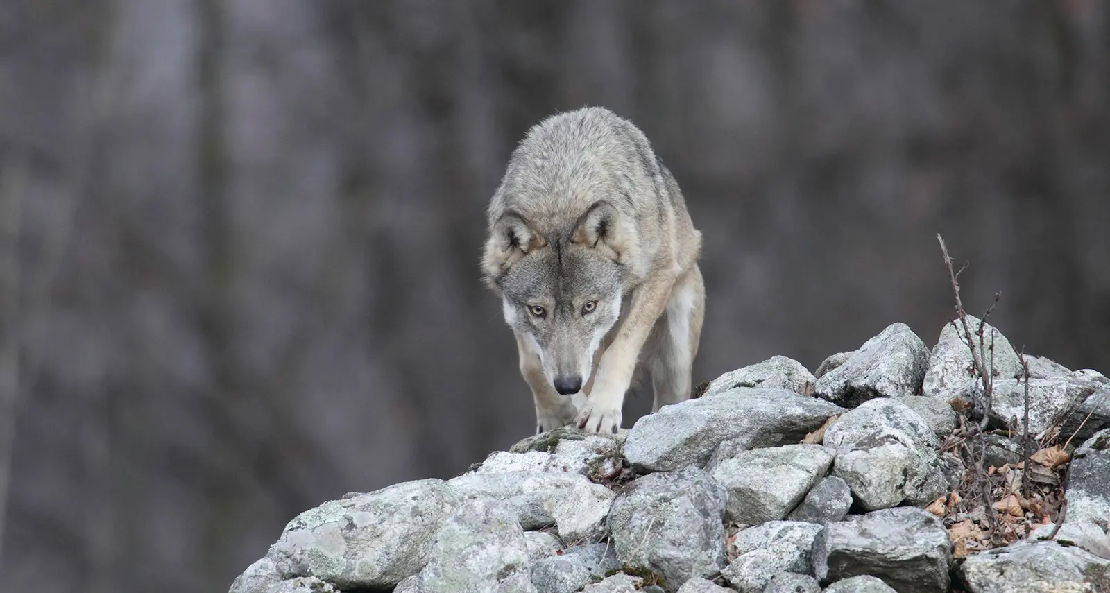 Lupi, nel 2016 14 attacchi in Lessinia