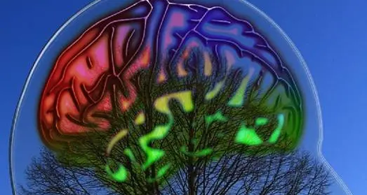 Ricerca Usa: il cervello cresce anche negli adulti