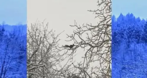 Tenna, lo scoiattolo «passeggia» sui rami innevati
