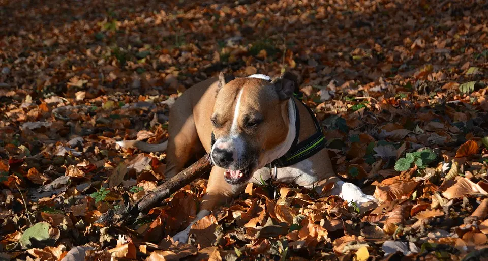 Il cane scappa e lui evade Assolto uomo ai domiciliari