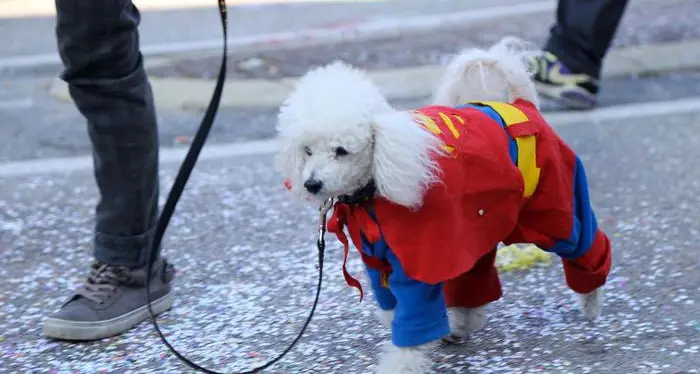 Vestire il cane alla moda Spesa annuale: 70 euro