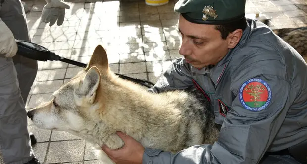 Incrociavano cani e lupi Sequestrati 229 ibridi