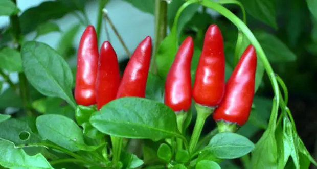 Mangiare peperoncino allunga la vita
