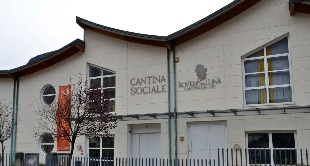 Rotaliana, viticoltura