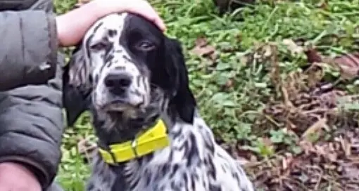 Restituito ai padroni il setter rapito a Volano
