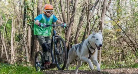 Turismo: inizia il 30 ottobre stagione sleddog in Trentino