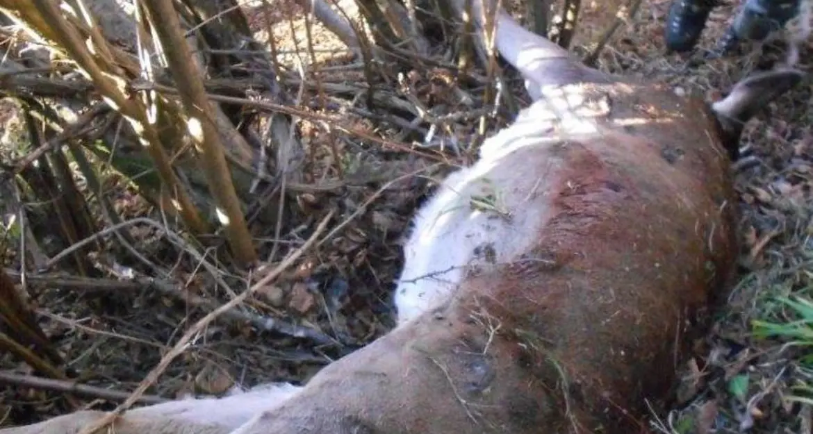Ossana, bracconiere denunciato per l'abbattimento di una cerva