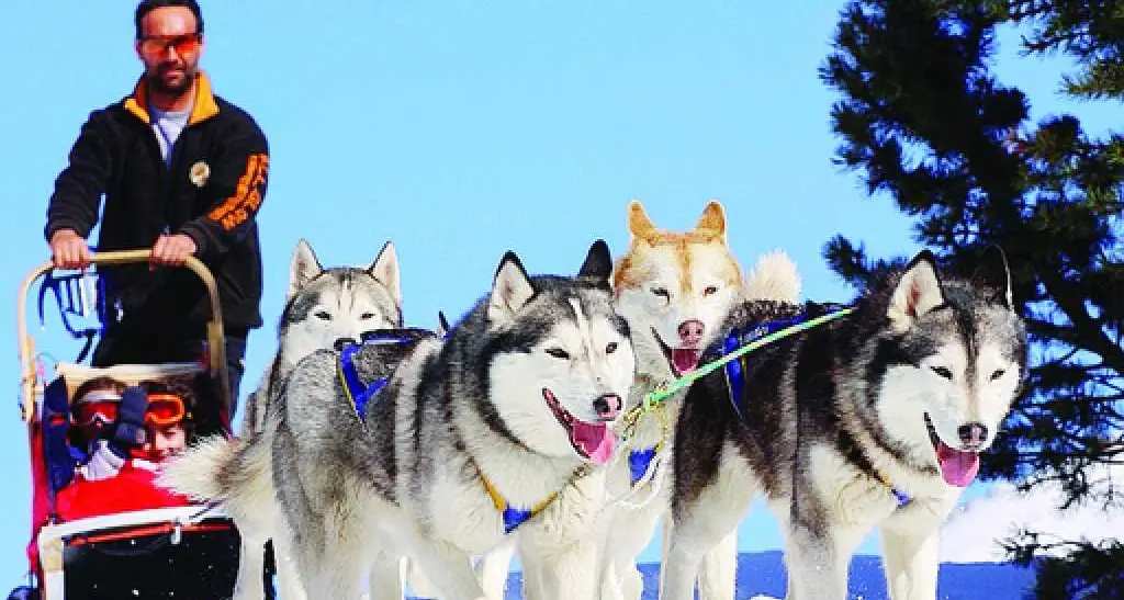 Millegrobbe, centro internazionale dei cani da slitta