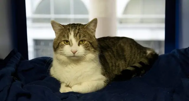 Le donne che salvano i gattini dalla morte