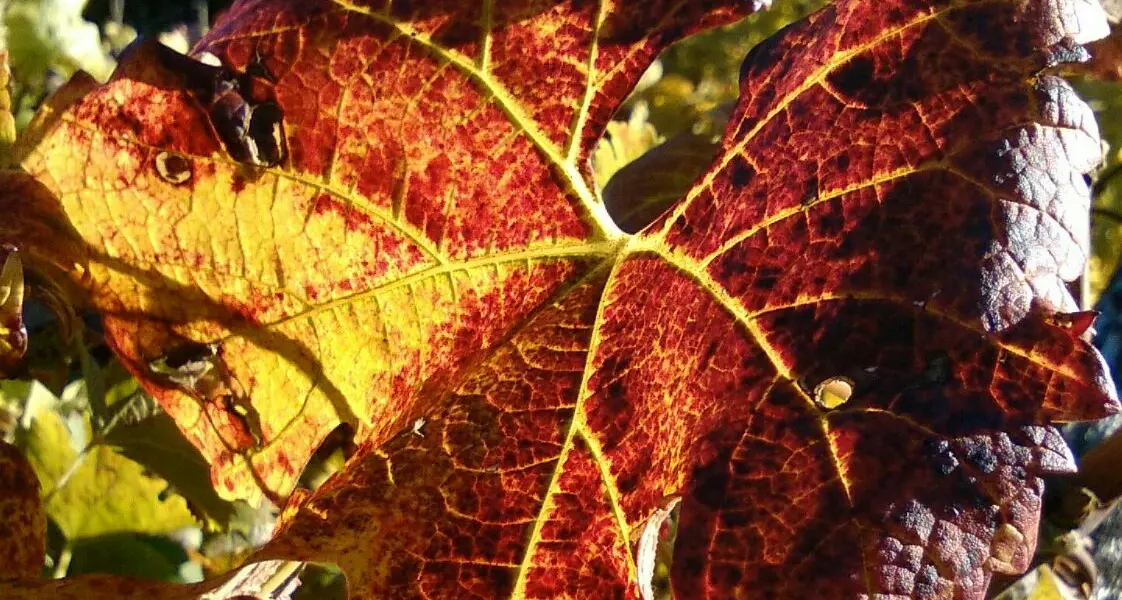 Autunno magico in Trentino: foliage, esplodono i colori
