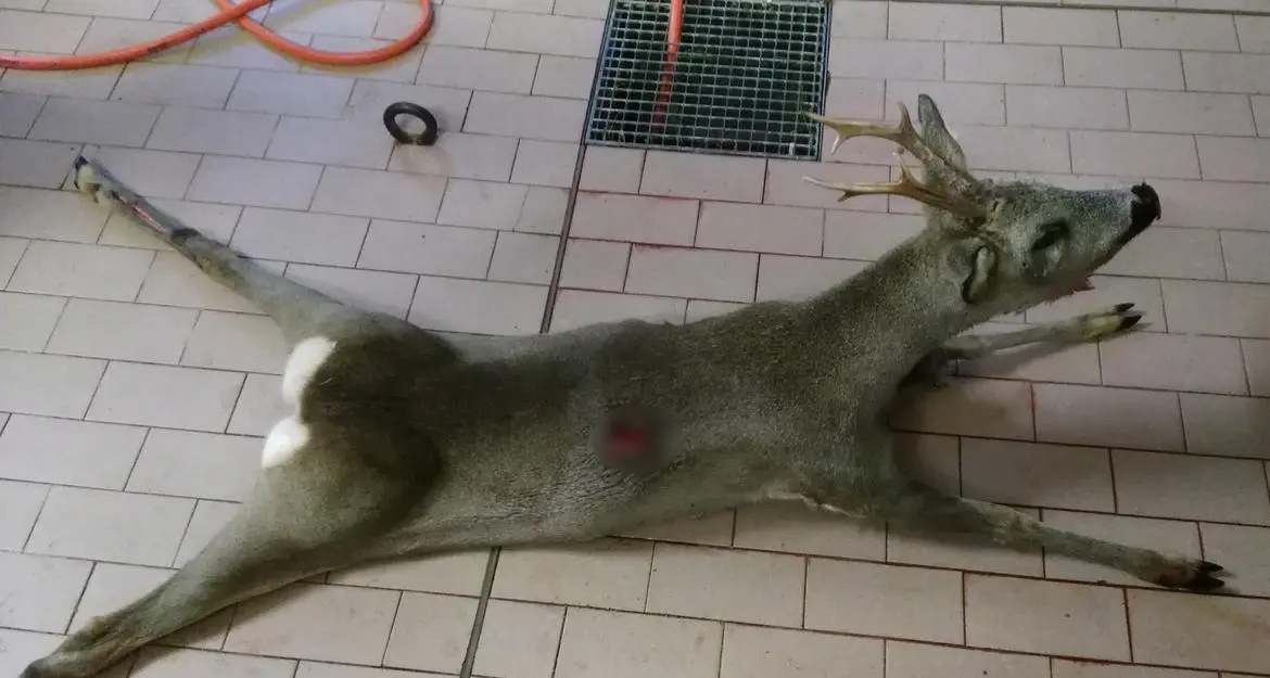 Sorpreso col capriolo ucciso, scappa nel bosco Ma il suo cane gli porta in casa i forestali