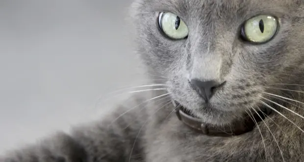 Rischio diabete anche per cani e gatti, colpito uno su 100