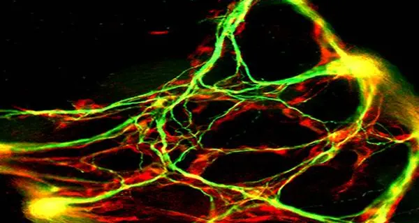 Ricercatori pronti a «craccare» il cervello