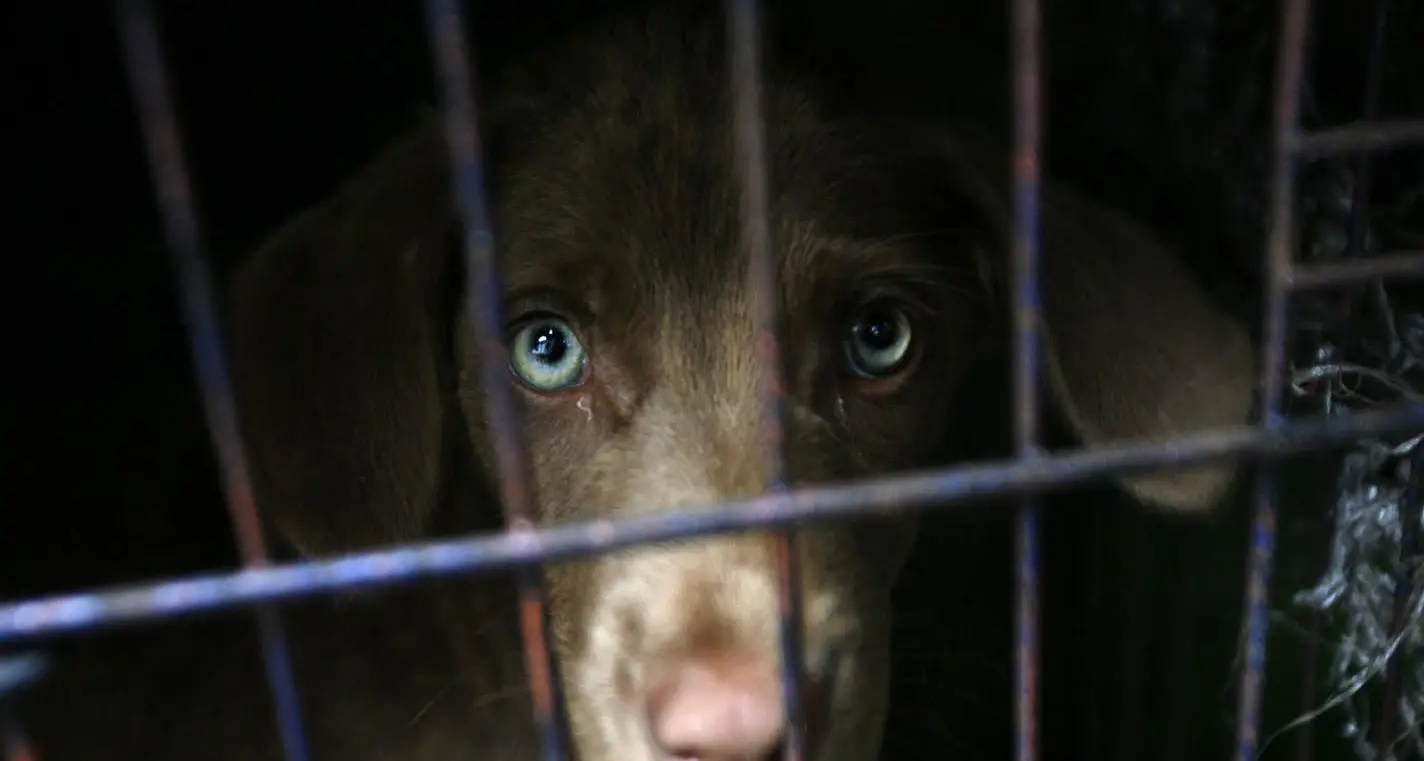 Infermiera salva il cane dai continui maltrattamenti