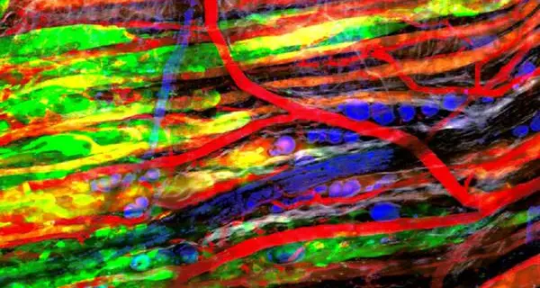 Combattere le cellule \"corrotte\" è la nuova strategia contro i tumori