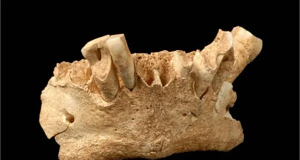 «Dieta crudista» per i primi europei vissuti 1,2 milioni anni fa