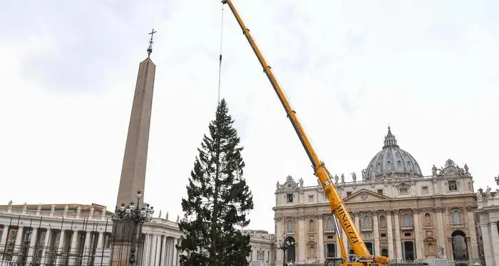 È già in piazza San Pietro l'albero donato dal Trentino