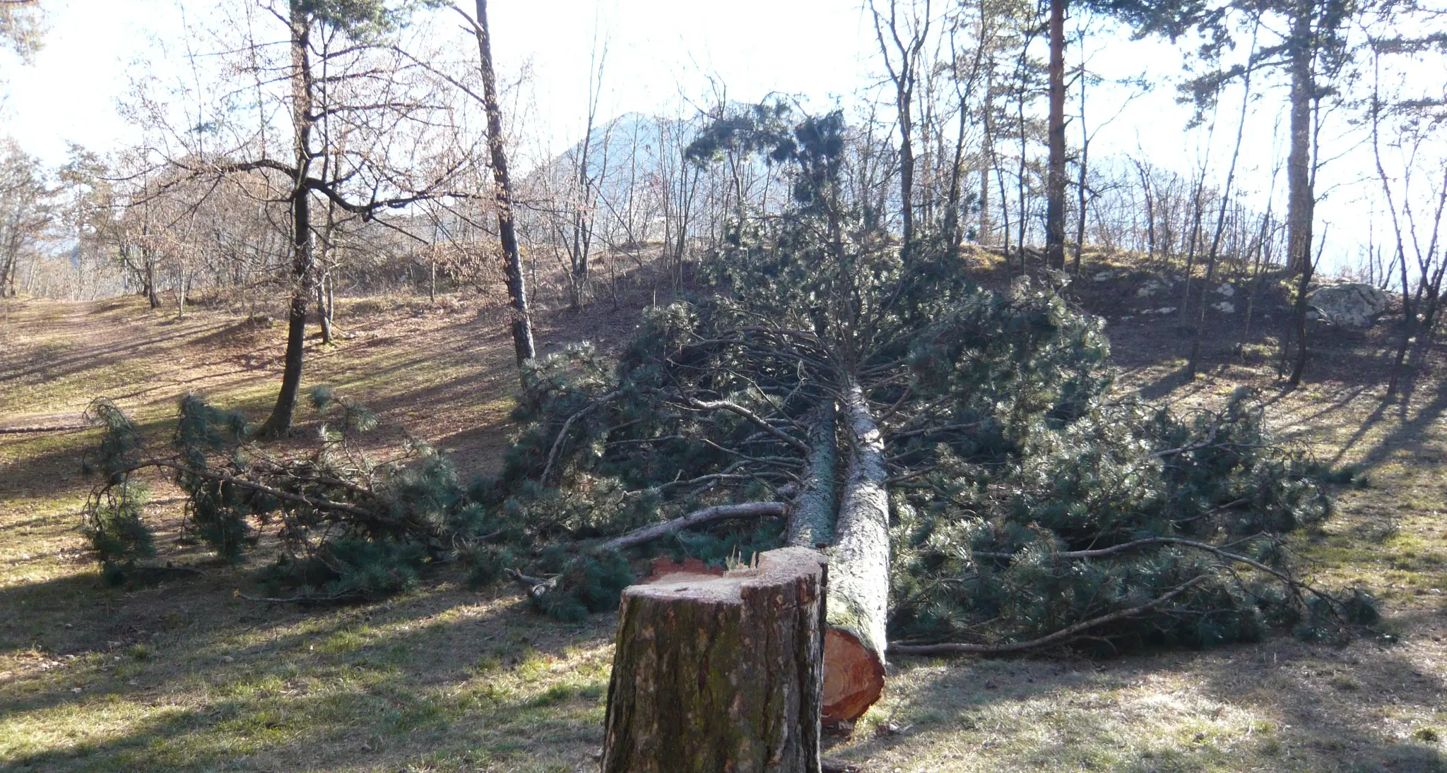 Vandalismi sopra il Campel Panchine e alberi rovinati