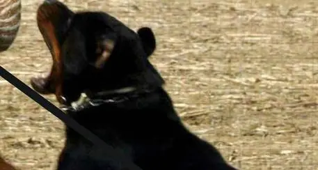 Aggredito da 3 rottweiler Gli amputano le gambe