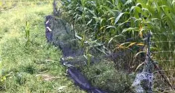 L'orso colpisce a Prà de la Fava scorpacciata di prugne e mele