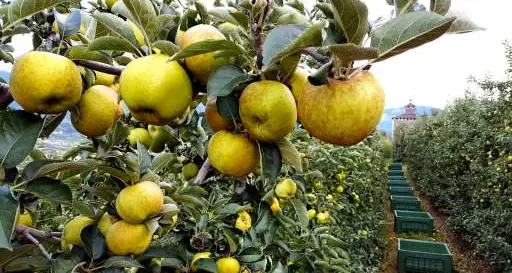 Uno su quattro non mangia verdura