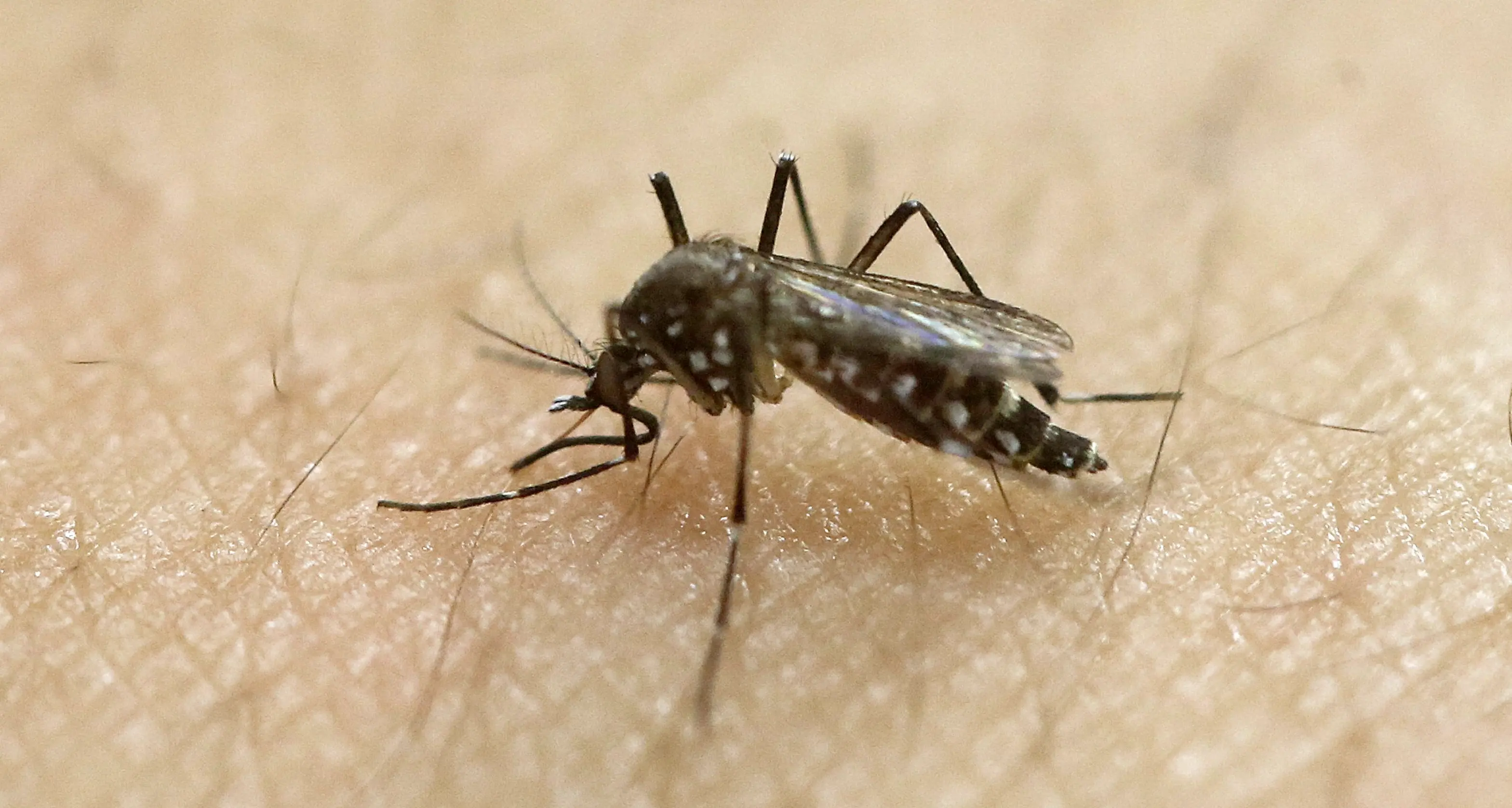 Studio Fbk sul virus Zika: centrali i fattori clima e mobilità umana