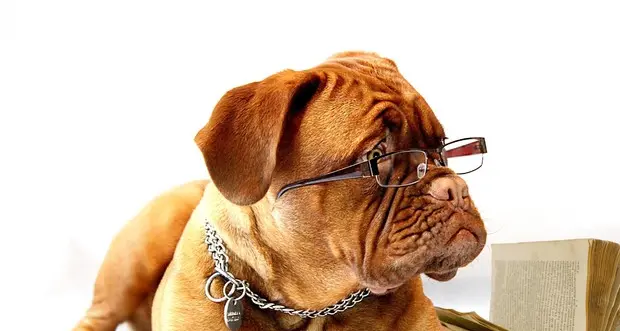 Occhiali e lenti a contatto per cani e gatti