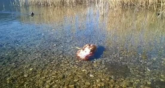 Galline sgozzate Trovate nel lago