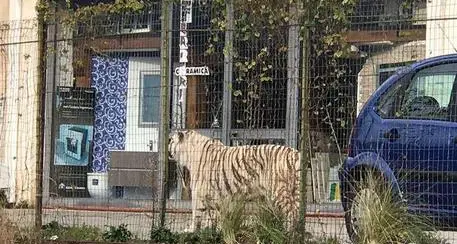 Catturata la tigre fuggita dal circo