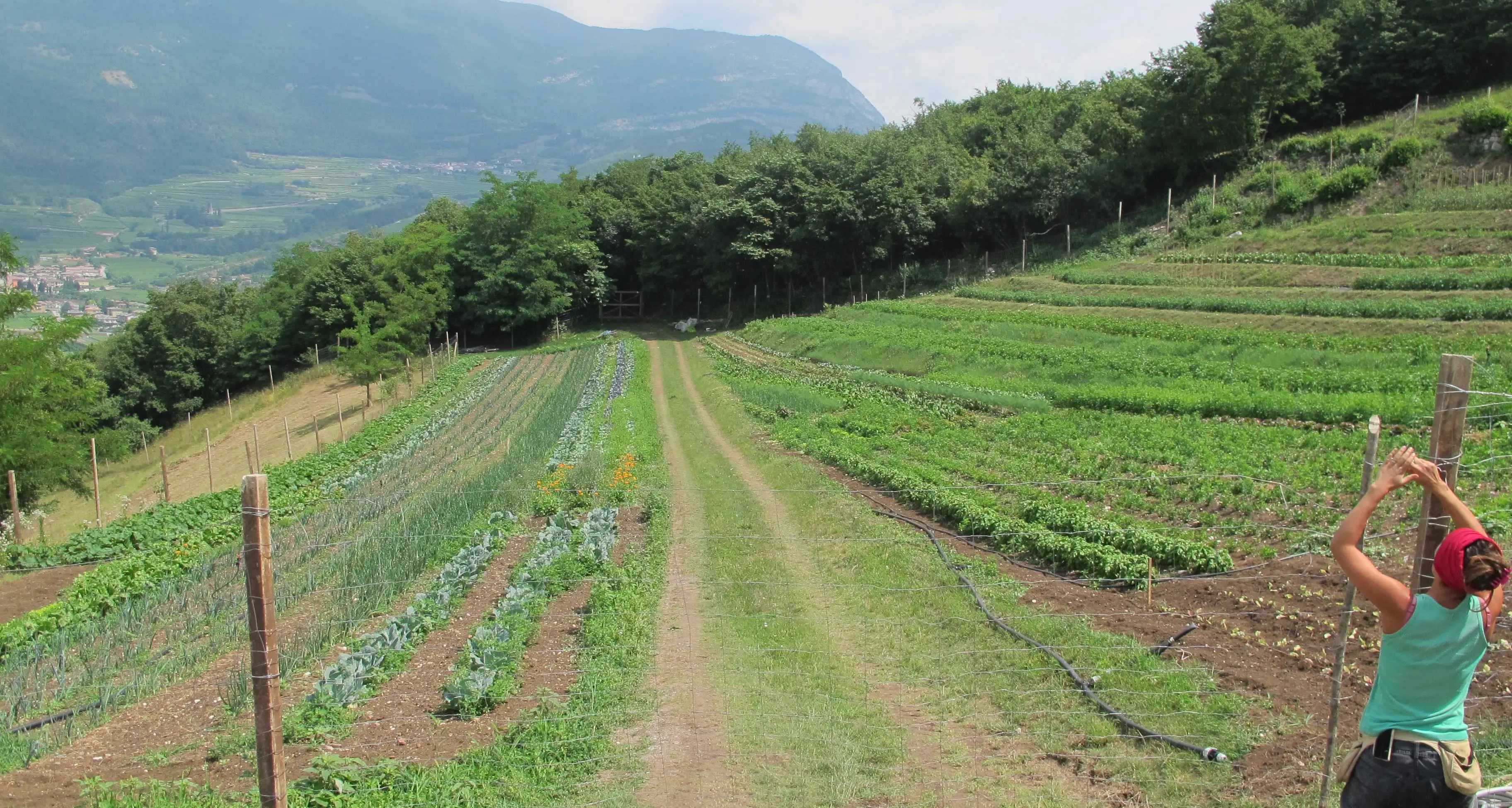 Lo iodio fa bene alle piante: lo studio di PlantiLab, applicazioni in agricoltura