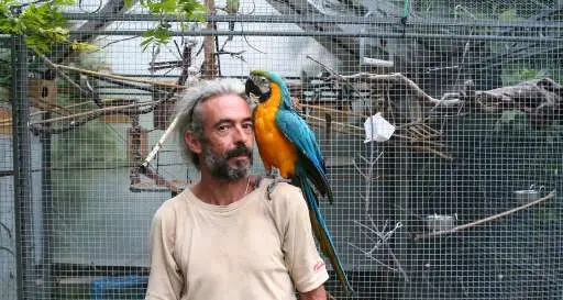 L'uomo che salva pappagalli «randagi»