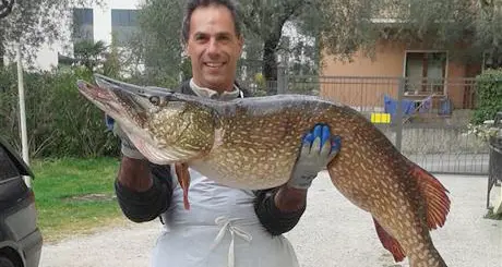 Il luccio gigante da record pescato nelle acque di Riva