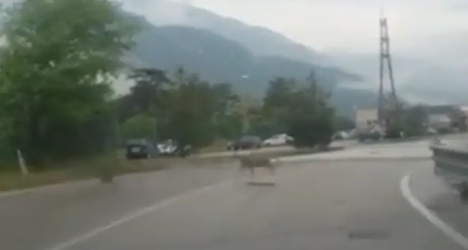Rovereto, due caprioli in zona industriale