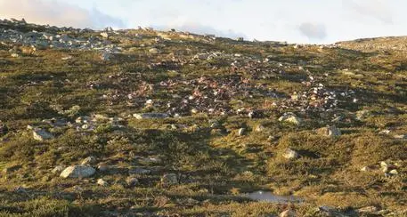 Norvegia, oltre 300 renne uccise da un fulmine