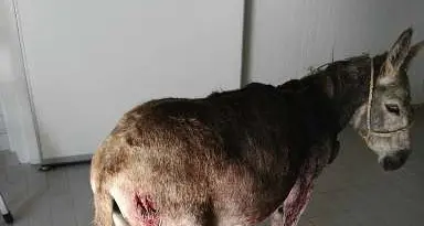 «Ronda» in auto per cacciare l'orso