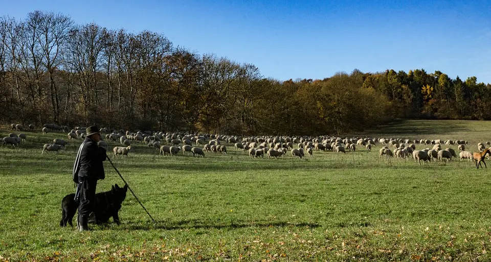 I cani al freddo, uomo a processo La difesa: nessun maltrattamento