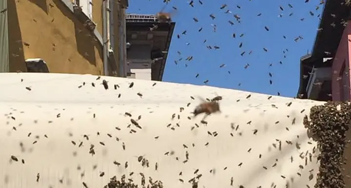 Sciame d'api recuperato al Forst in pieno centro