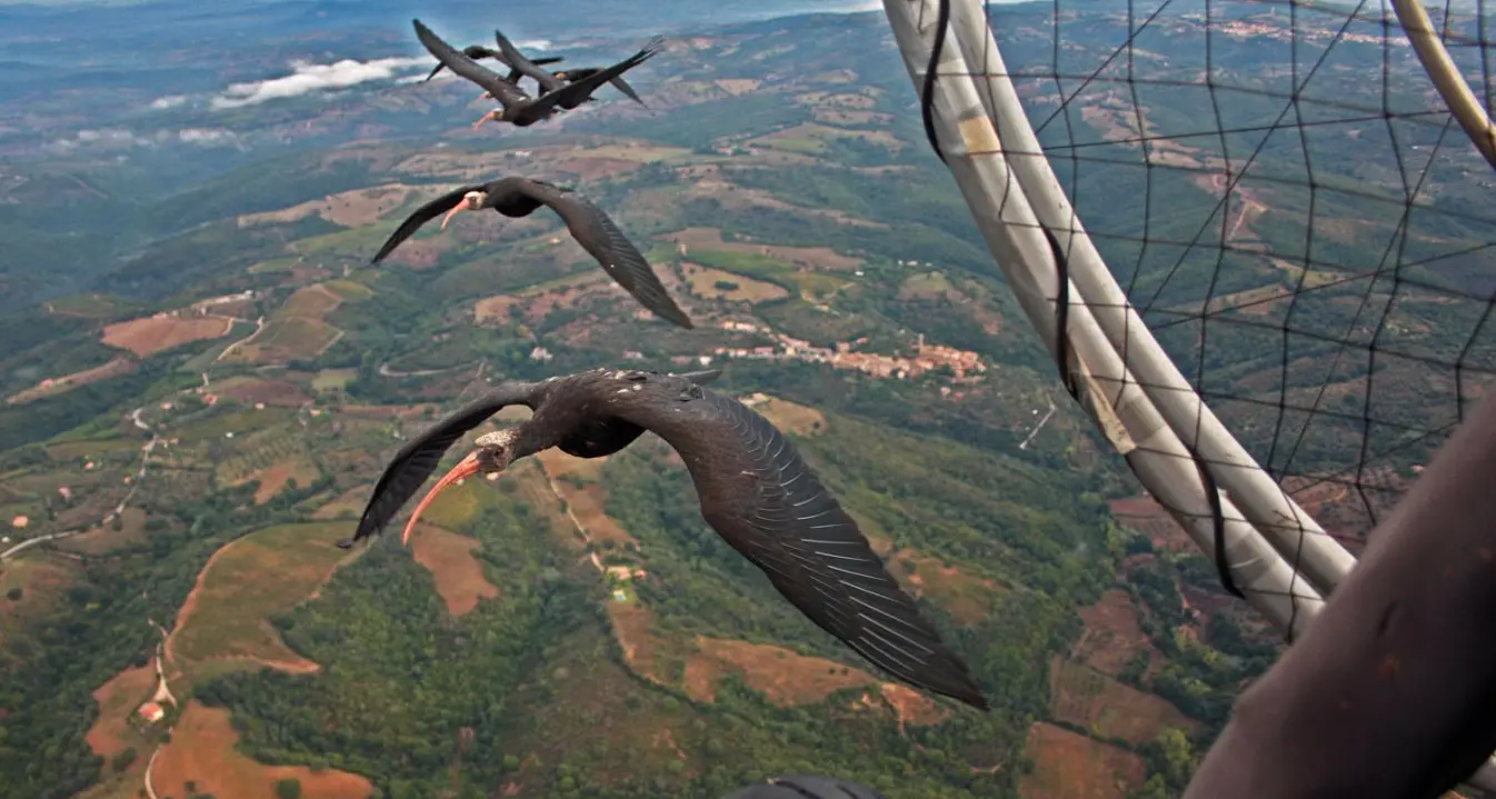 Gli Ibis eremiti sono tornati in volo