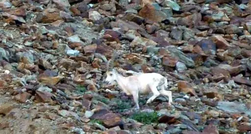 Avvistato raro stambecco bianco in Val D'Aosta