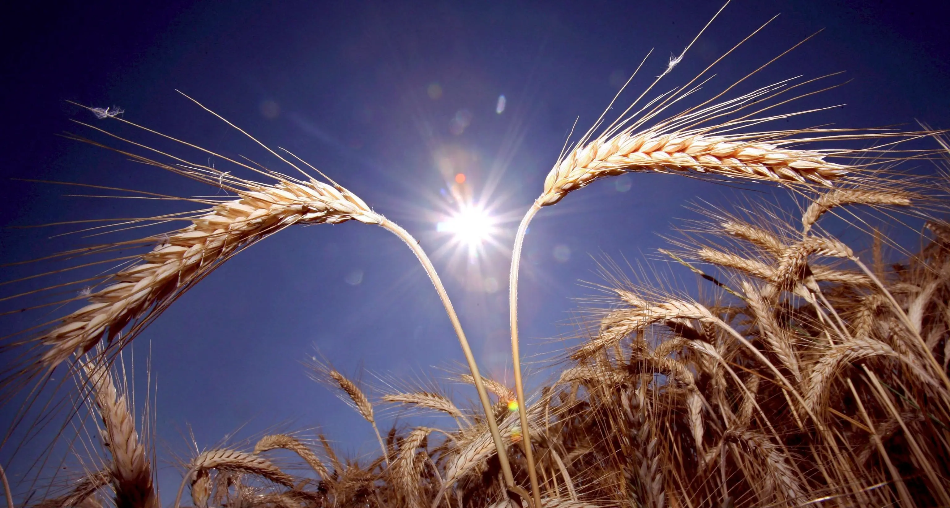 Arsio: domani la giornata «C’era una volta il grano»