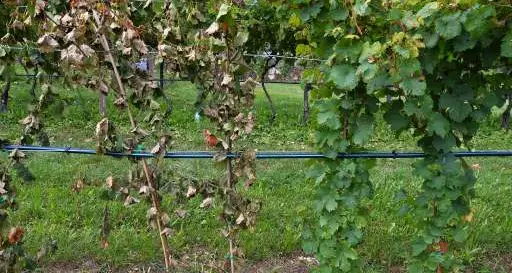 Tavernaro, tagliate 500 viti all'avvocato Elvio Fronza. La sua reazione: «Opera di persone vigliacche e deboli»